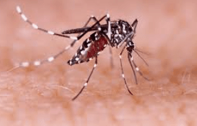 Brote histórico de dengue en Hispanoamérica: ¿a qué se debe?